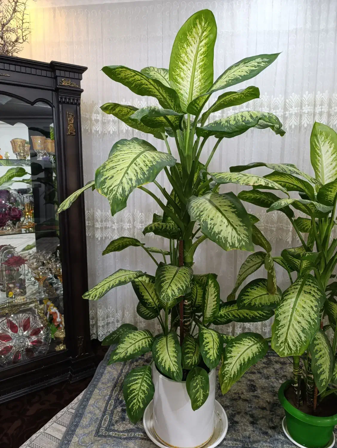 گل دیفن باخیا|گل و گیاه طبیعی|میاندوآب, |دیوار