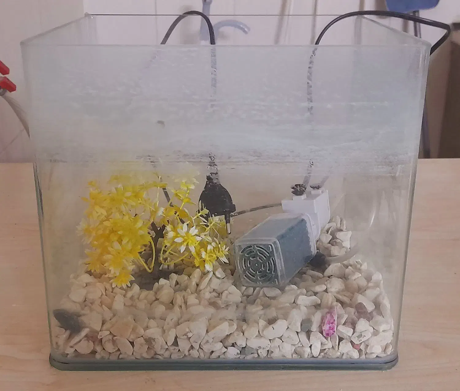 آکواریوم|ماهی|نسیم‌شهر, |دیوار