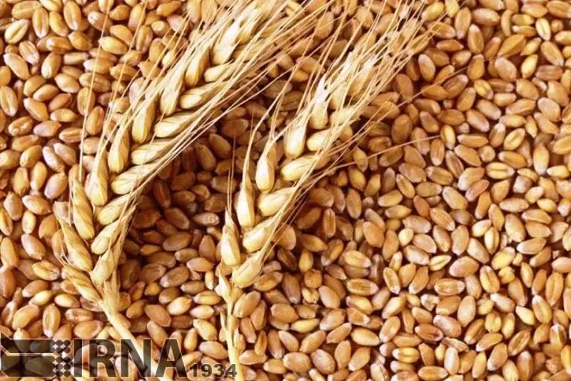 فروش گندم آرد شده|خدمات باغبانی و درختکاری|دشتابی, |دیوار