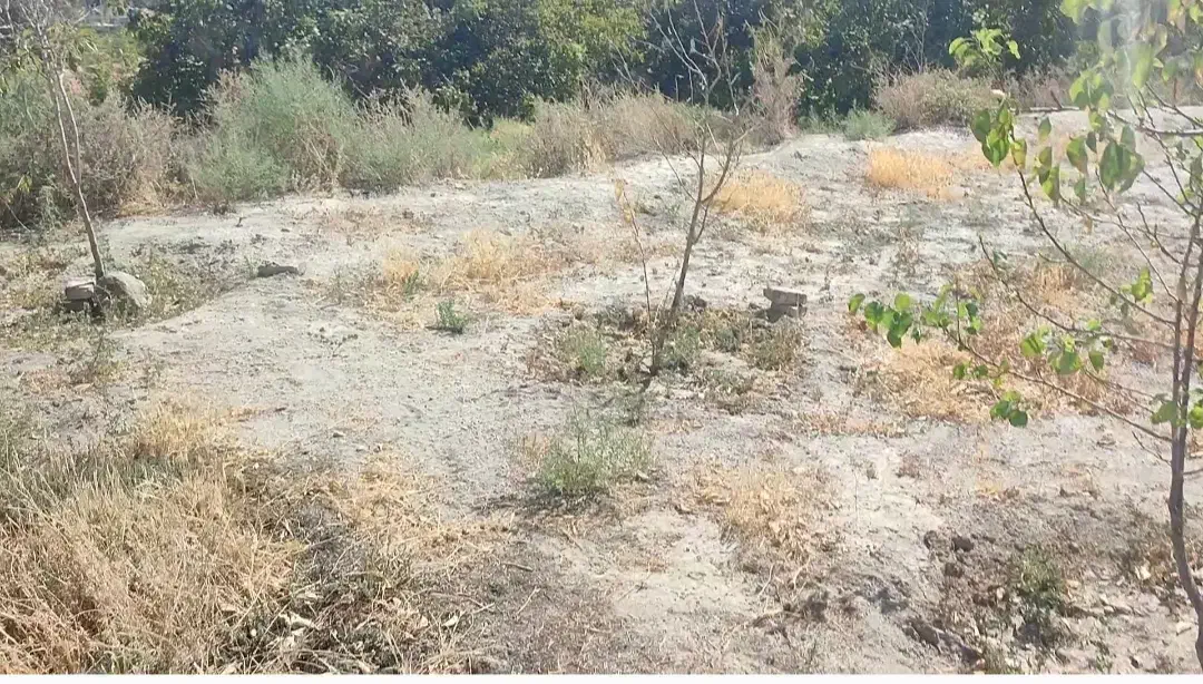 زمین باغ|فروش زمین و ملک کلنگی|اسکو, |دیوار