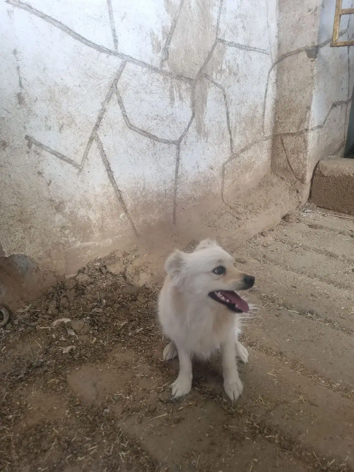 توله ۸ماهه پامر اشپیتز|سگ|مبارکه, |دیوار