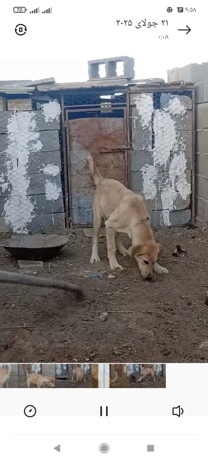سگ گم شده در بین روستای شاهتپه ویاریجان خالصه|سگ|میاندوآب, |دیوار