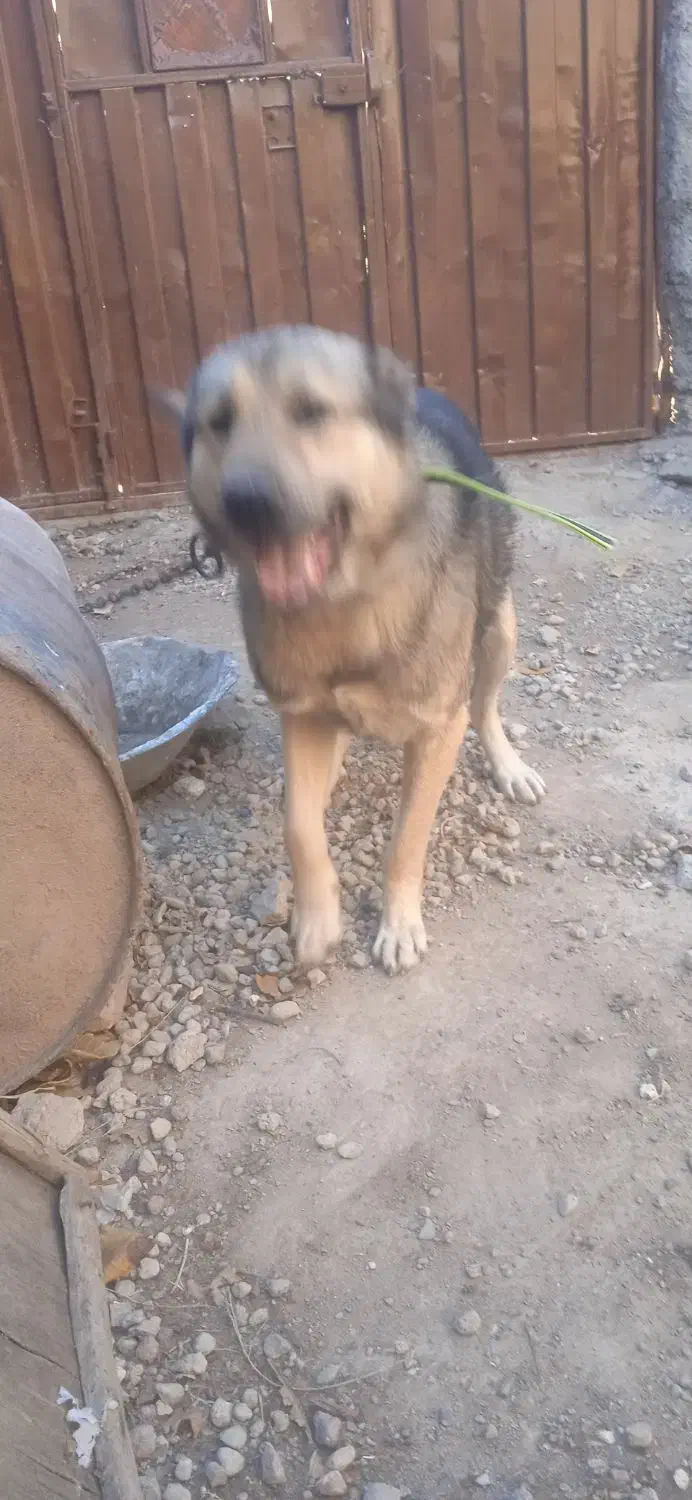 فروش سگ|سگ|خواجه, |دیوار