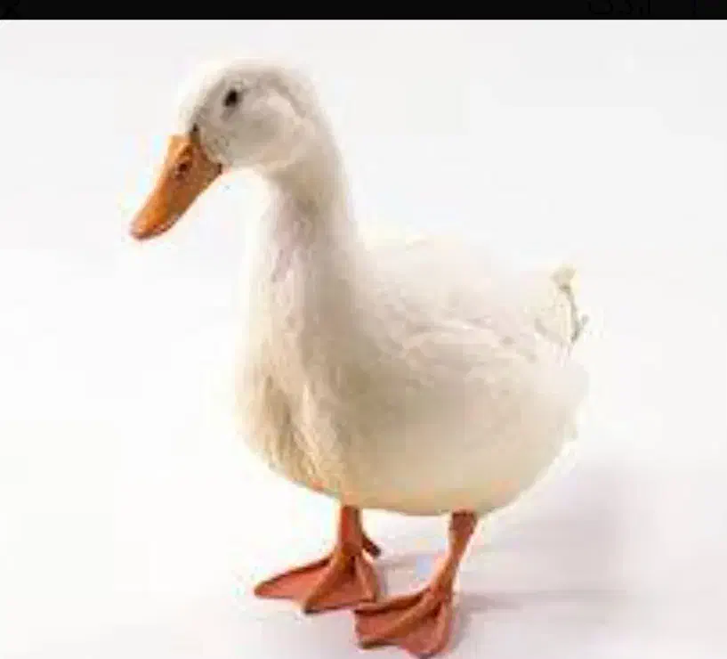 اردک|پرنده|حمیدیا, |دیوار