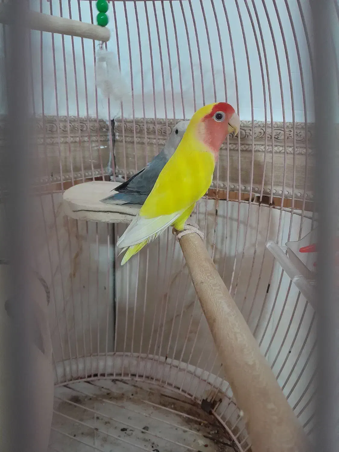 طوطی برزیلی|پرنده|تاکستان, |دیوار