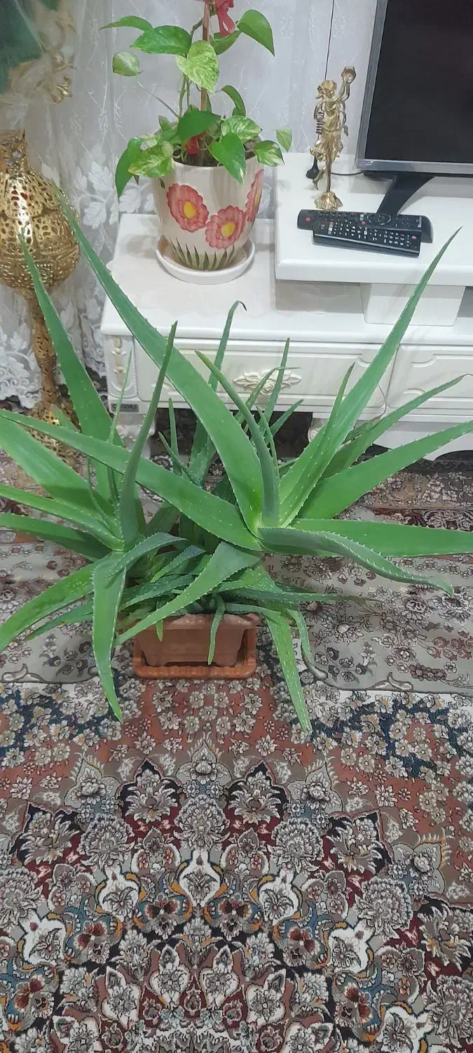 گل آلوورا|گل و گیاه طبیعی|بناب, |دیوار