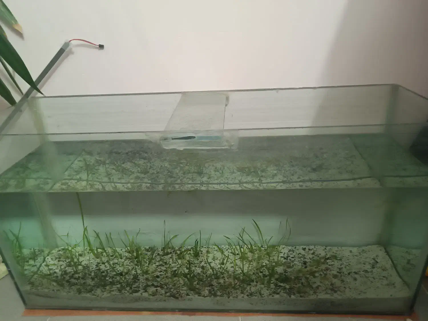 اکواریوم بزرگ|ماهی|نیشابور, گنبد سبز|دیوار