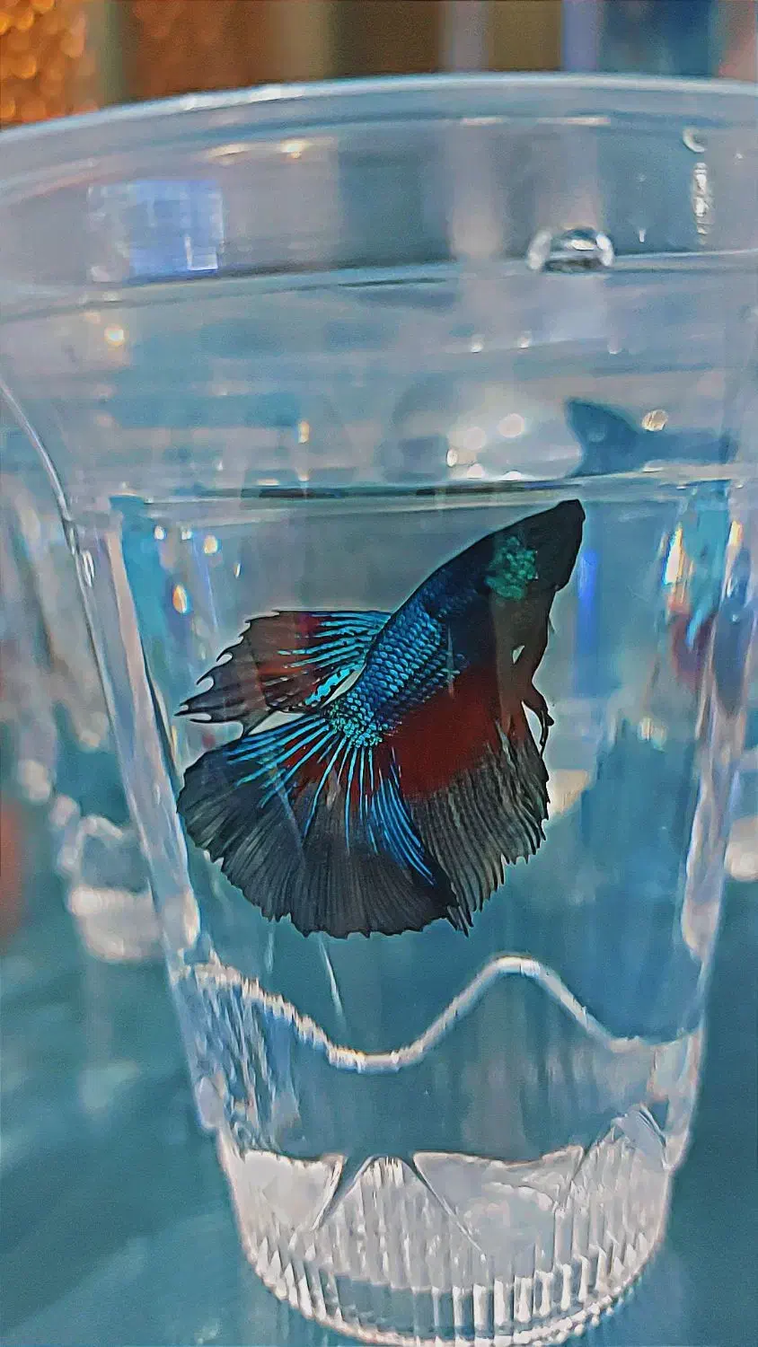 فایتر هافمون مولد|ماهی|شهریار, شهرک وائین|دیوار