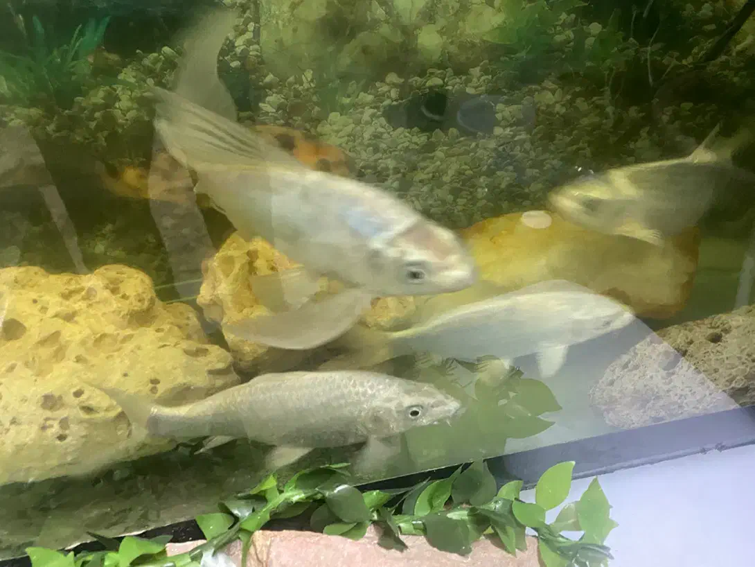 ماهی کوی نقره ای زیبا و سالم و سرحال به شرط|ماهی|تهران, دروازه شمیران|دیوار