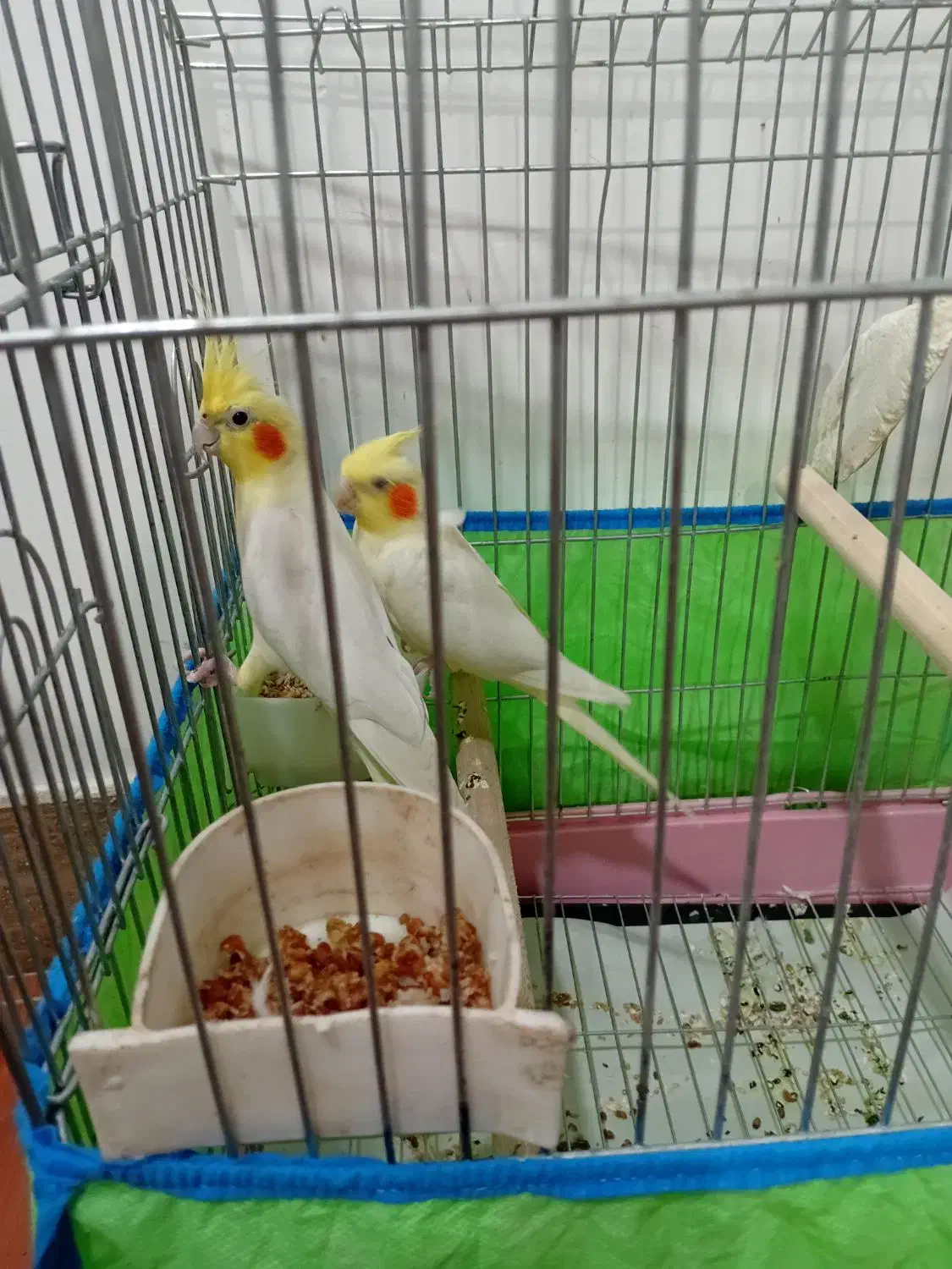 طوطی عروس|پرنده|کوچصفهان, |دیوار