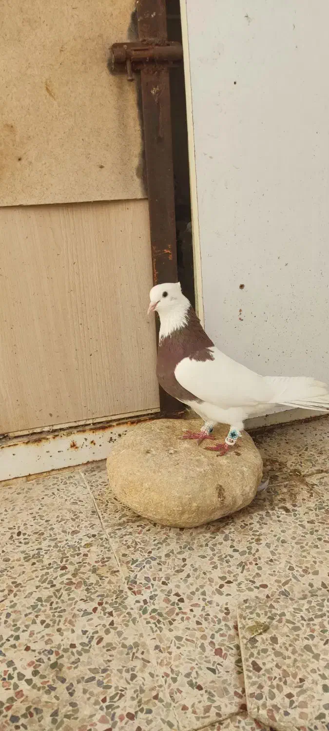 طوقی سرخ جیگری خال سیاه و طوقی دوست پیازی خال دار|پرنده|جم, |دیوار