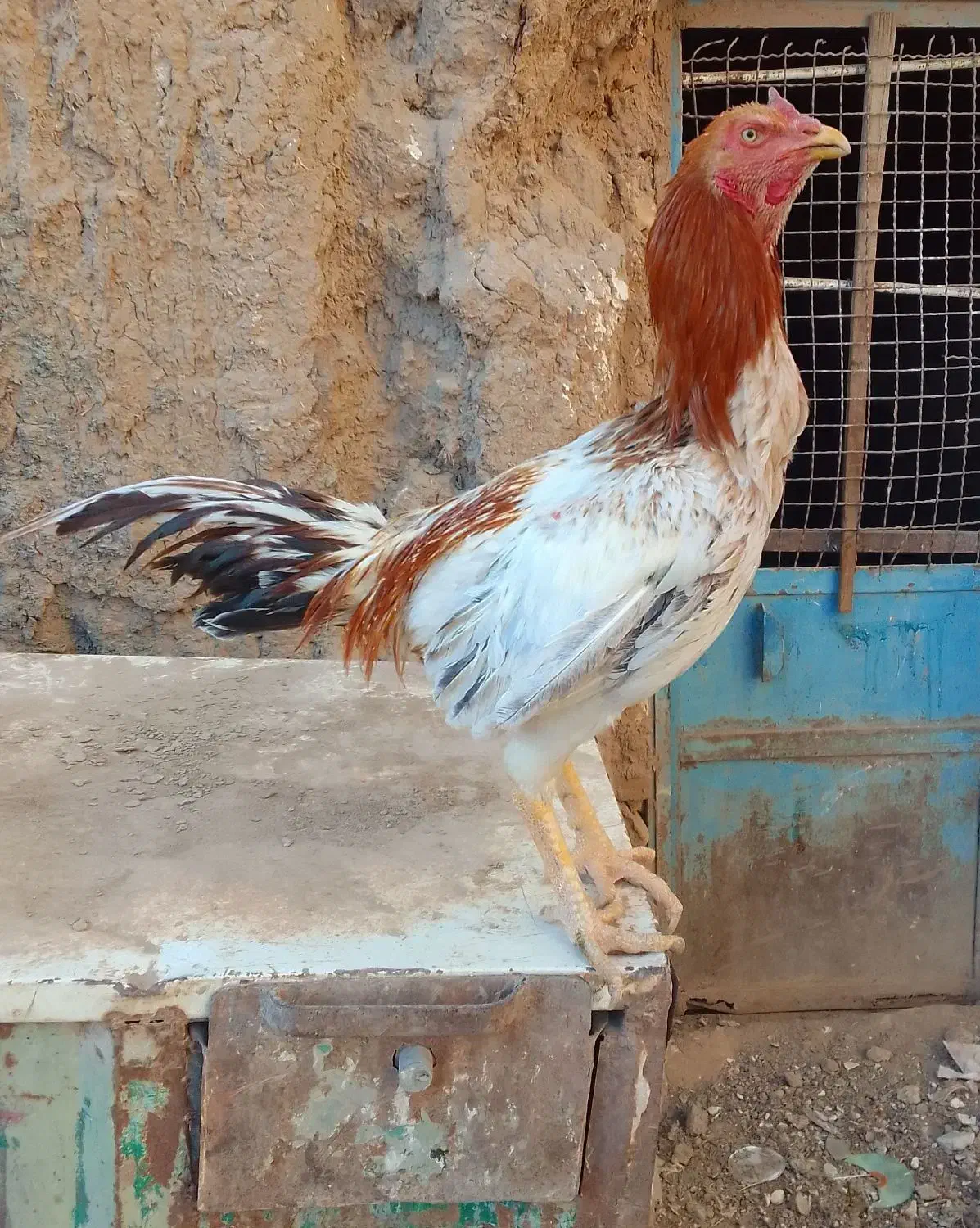 تعداد دو عدد مرغ و دو عدد خروس لاری|حیوانات مزرعه|تربت جام, میان جام|دیوار