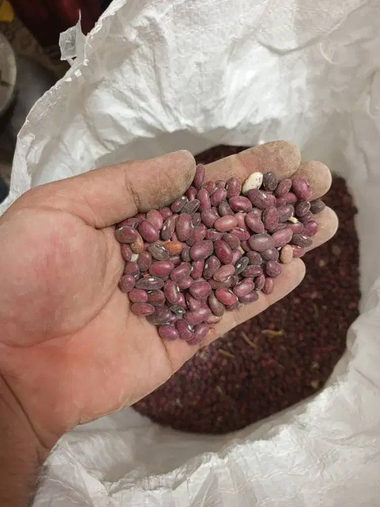 لوبیا درجه یک|خوردنی و آشامیدنی|شیراز, کودیان|دیوار