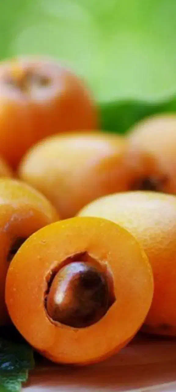 فروش درخت پالم واشنگتن و درخت ازگیل ژاپنی|گل و گیاه طبیعی|رویان, |دیوار