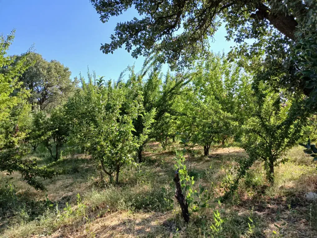باغ روستای کریک|فروش زمین و ملک کلنگی|سی‌سخت, |دیوار
