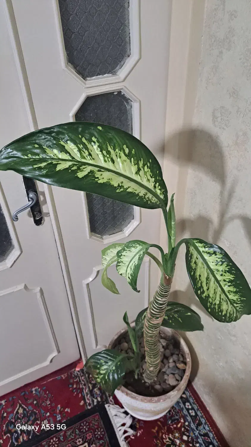 دیفن باخیا|گل و گیاه طبیعی|بیجار, |دیوار