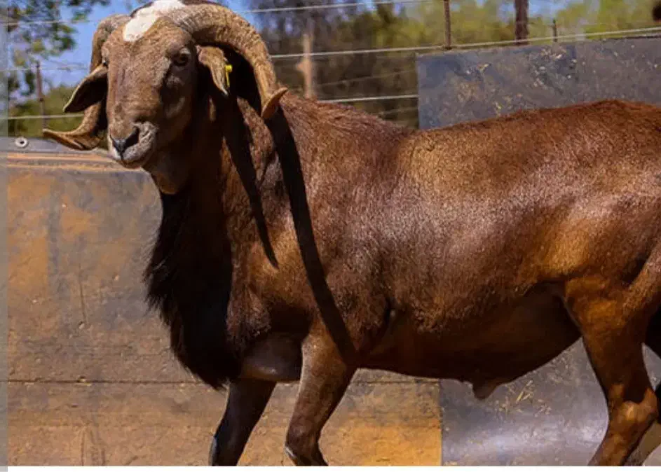 کهره و بز فروشی|حیوانات مزرعه|کهنوج, |دیوار