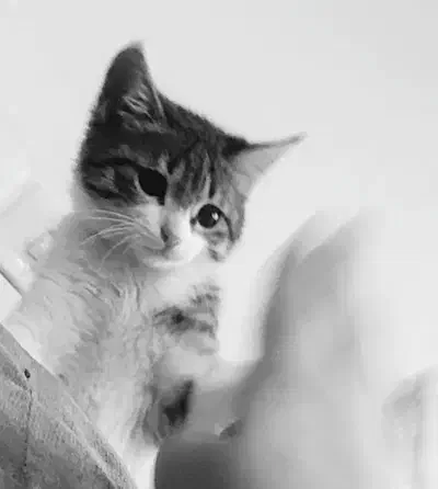 واگذاری رایگان|گربه|نجف‌آباد, امام خمینی|دیوار