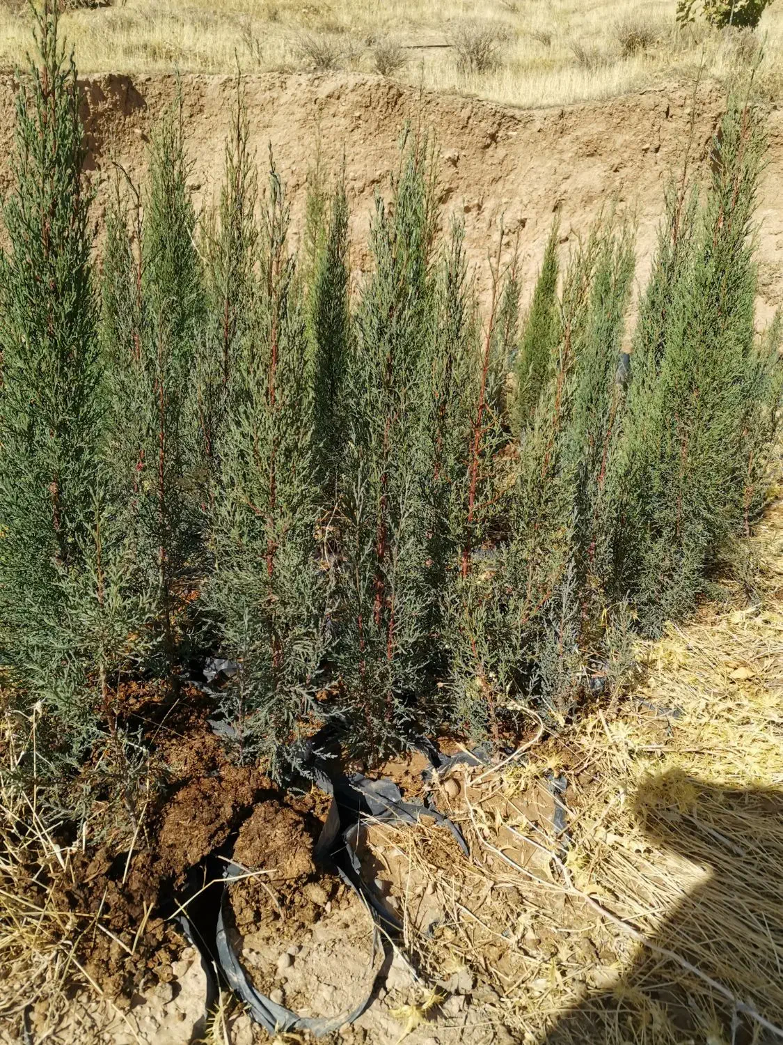 فروش سرو ناز شیراز اصلی|گل و گیاه طبیعی|شهرکرد, |دیوار