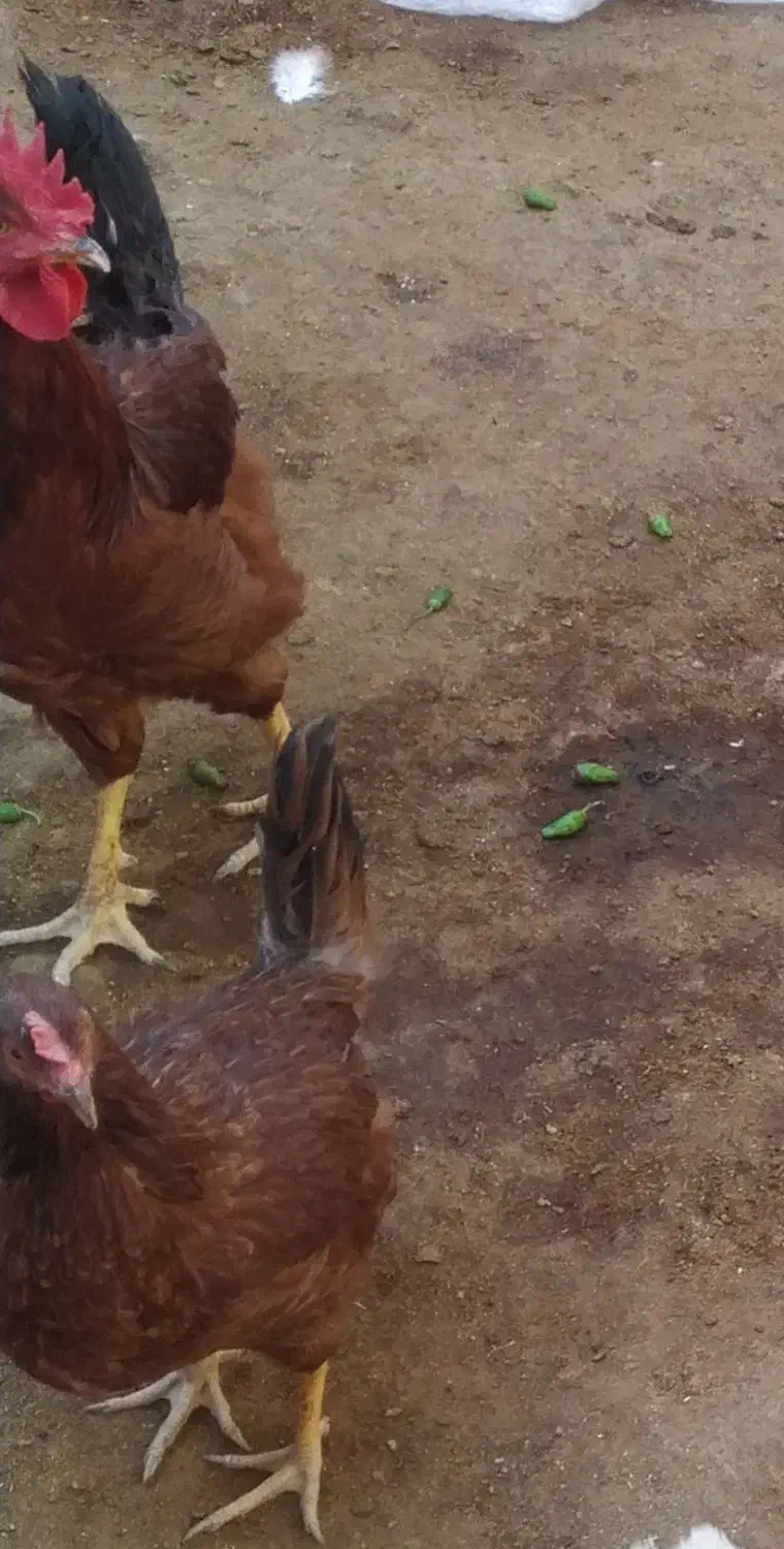 مرغ و خروس|حیوانات مزرعه|دینور, |دیوار