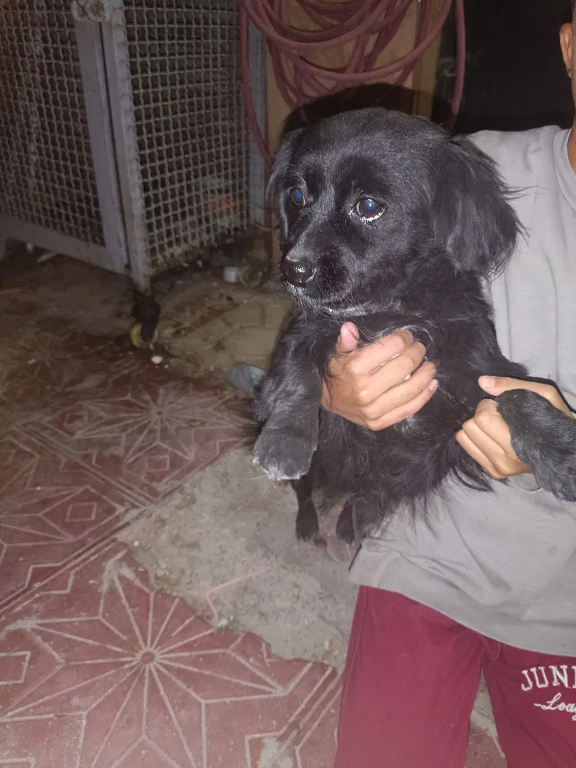 دو عدد سگ کوچولو|سگ|بومهن, |دیوار