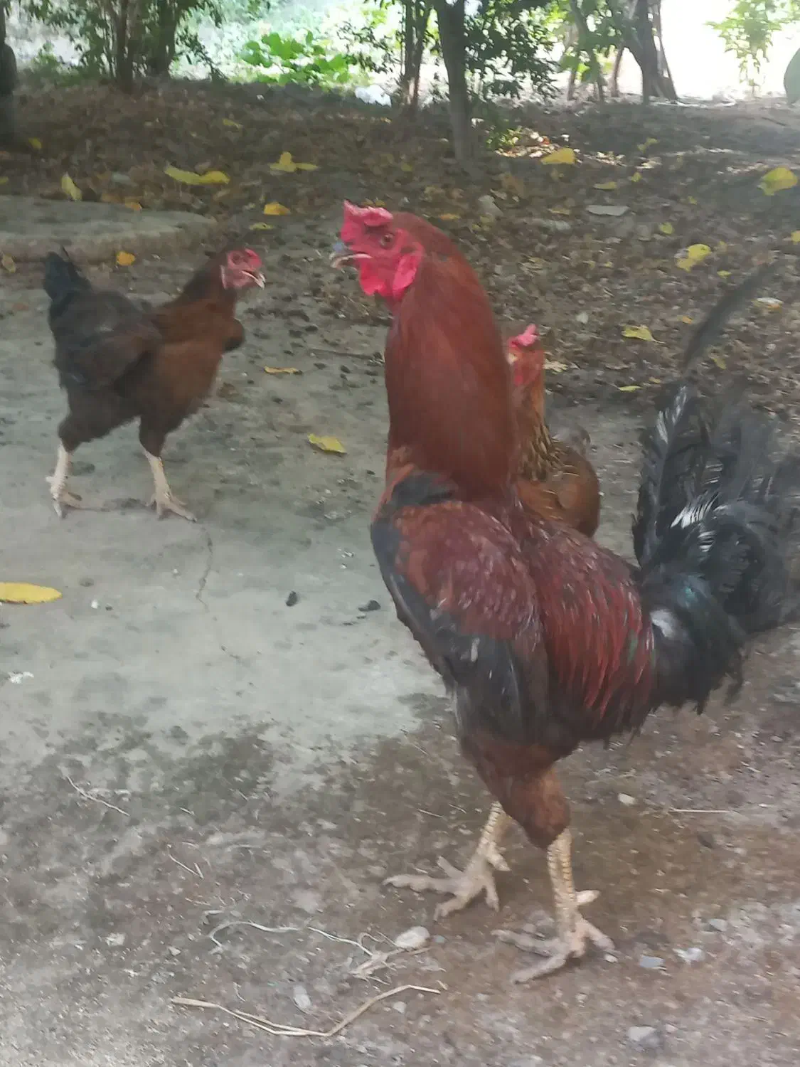 مرغ وخروس همراه مرغ عشق رایگان|حیوانات مزرعه|سنگدوین, |دیوار