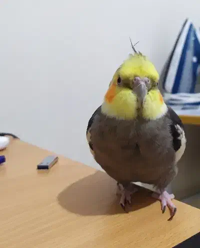 عروس هلندی سخنگو|پرنده|مهاجران, |دیوار