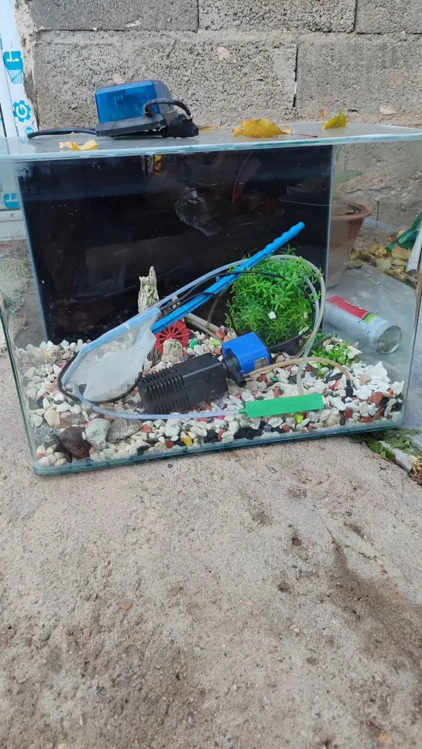 آکواریوم|ماهی|میاندوآب, |دیوار