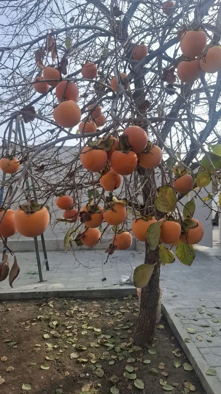 خرمالو|خوردنی و آشامیدنی|نوشین شهر, |دیوار