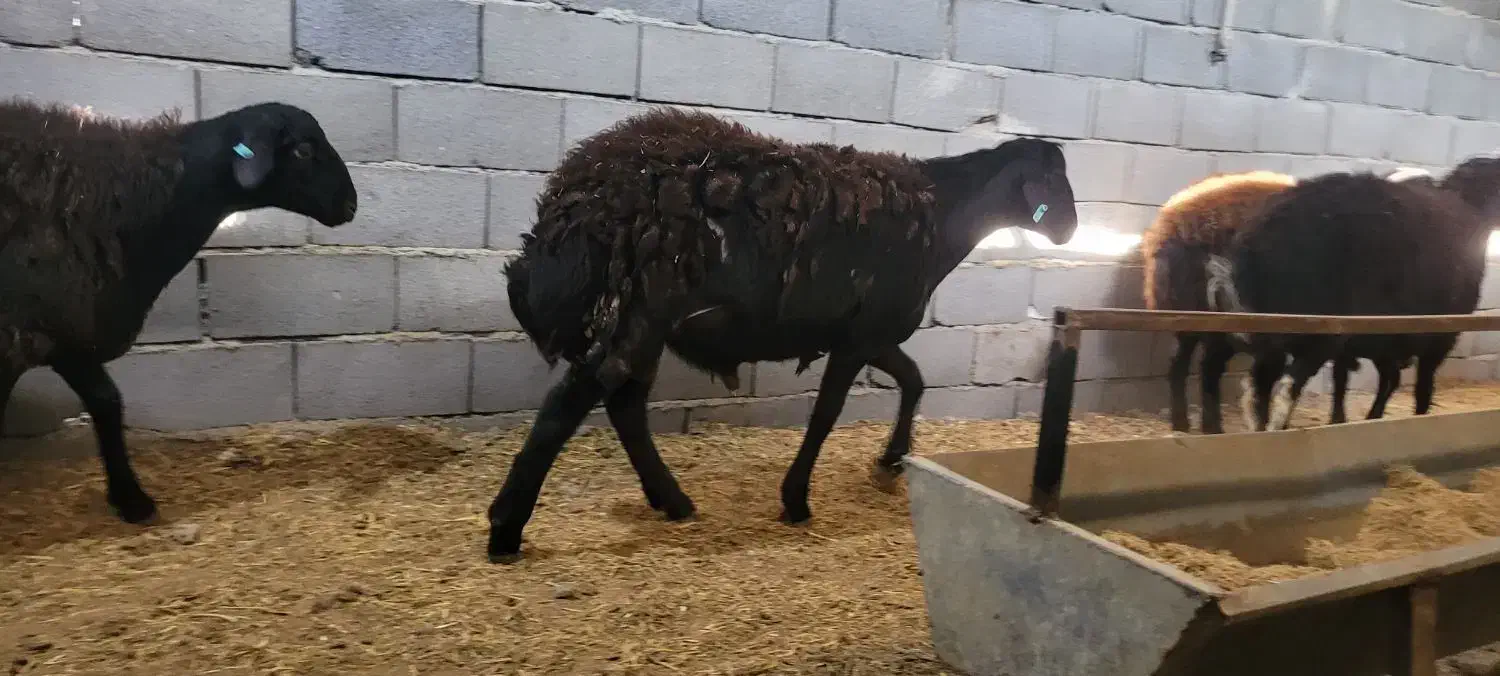 گوسفند بره پرواری جفتی ۱۰۰|حیوانات مزرعه|شریفآباد, |دیوار