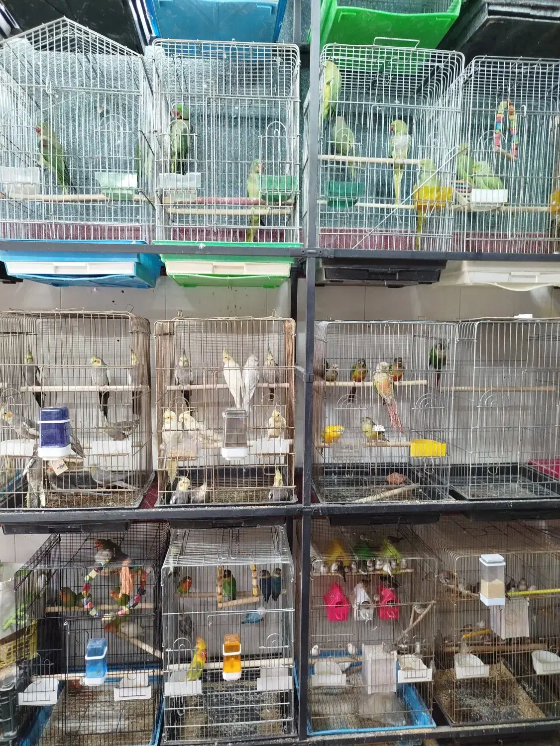 کاسکو راهب ملنگو گرینچیک عروس برزیلی مینا سهره|پرنده|همدان, |دیوار