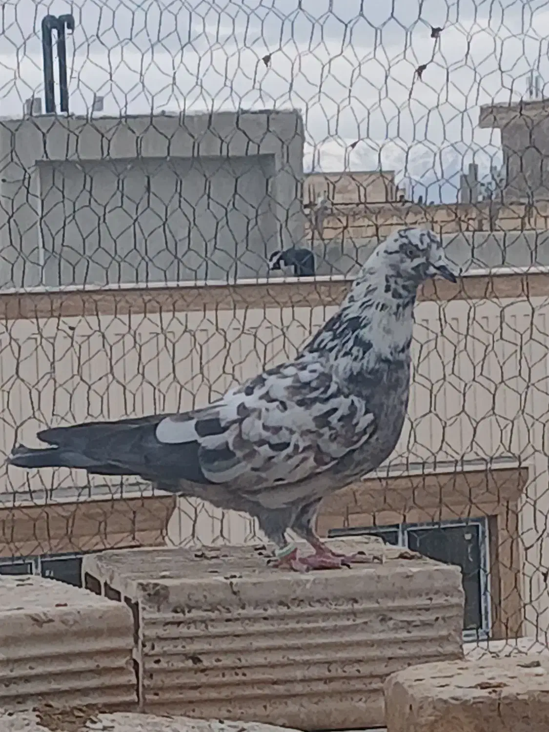 کبوتر شکار|پرنده|مبارکه, |دیوار