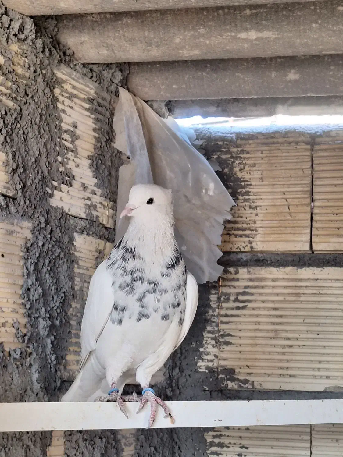 کبوتر طوقی درجه یک|پرنده|پیر بکران, |دیوار