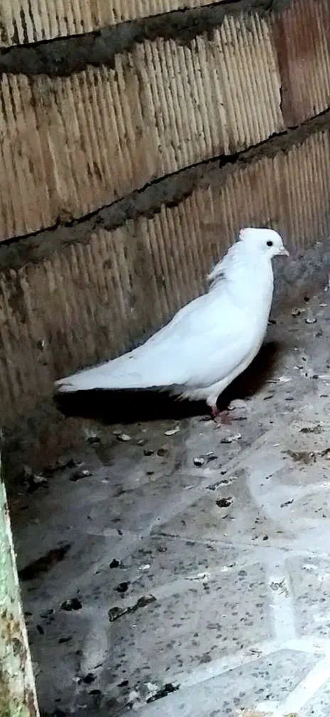 کبوتر سفید ماده|پرنده|چرداول, |دیوار