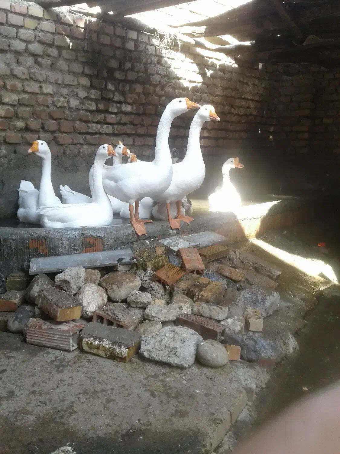 فروش دو جفت قوغاز بالغ سفید|حیوانات مزرعه|آزادشهر, |دیوار