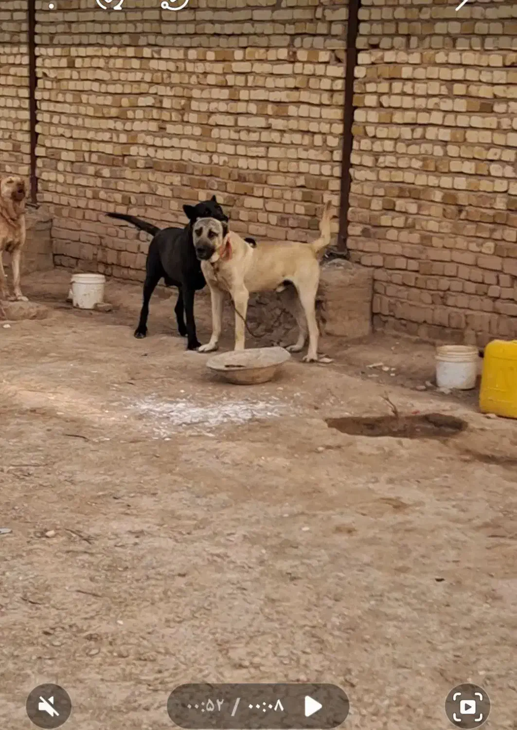 سگ سرابی|سگ|قزوین, |دیوار