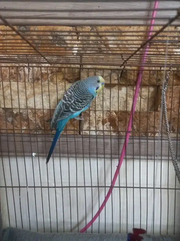 مرغ عشق نر|پرنده|صباشهر, |دیوار