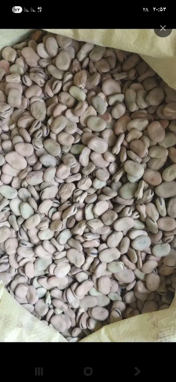 باقالا|خوردنی و آشامیدنی|بهشهر, |دیوار