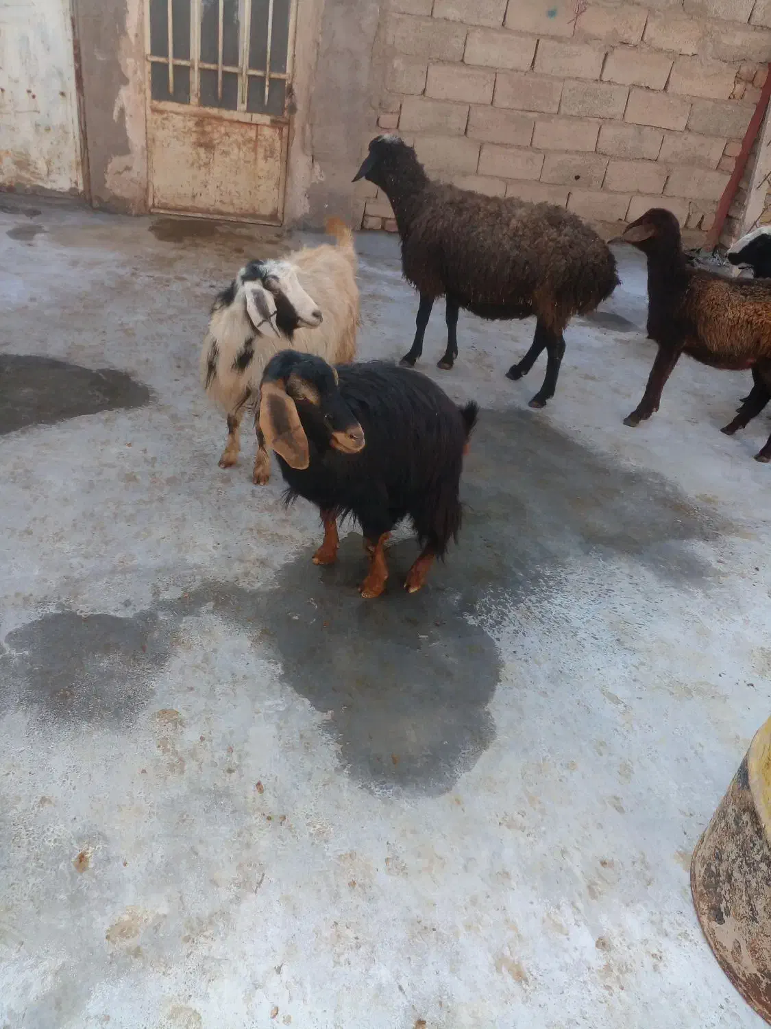 فروش میش جوان|حیوانات مزرعه|قیدار, |دیوار