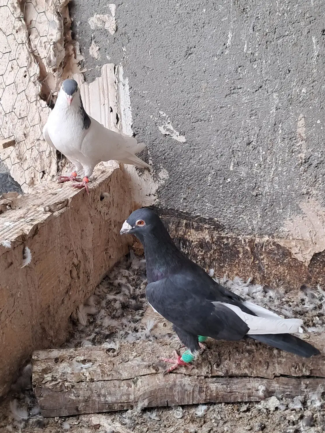 کبوتر رنگی خال آبی قره مینا|پرنده|مشهد, چهاربرج|دیوار