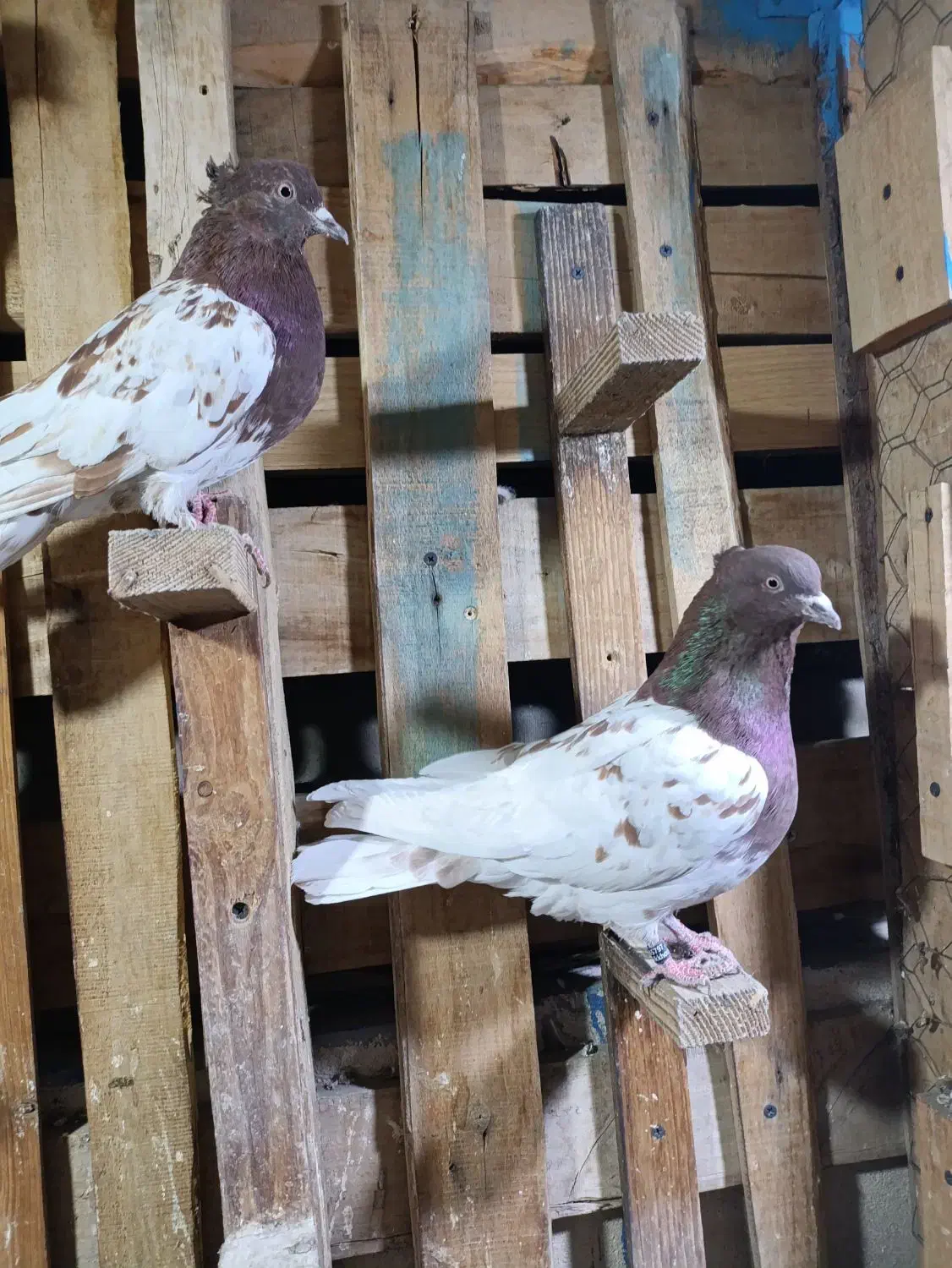 کله سرخ خونی|پرنده|کرج, کوی امامیه|دیوار