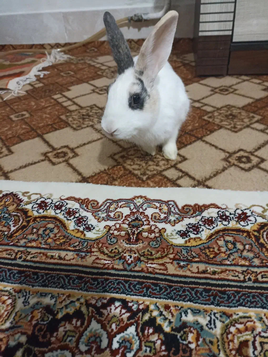 خرگوش|موش و خرگوش|زنجان, |دیوار