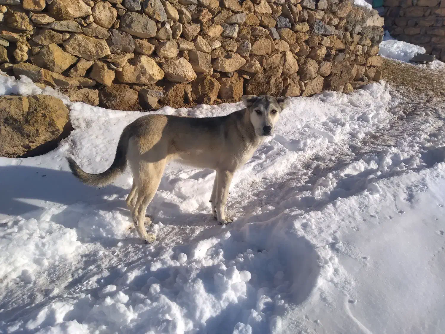 سگ پژدر|سگ|سیلوانه, |دیوار