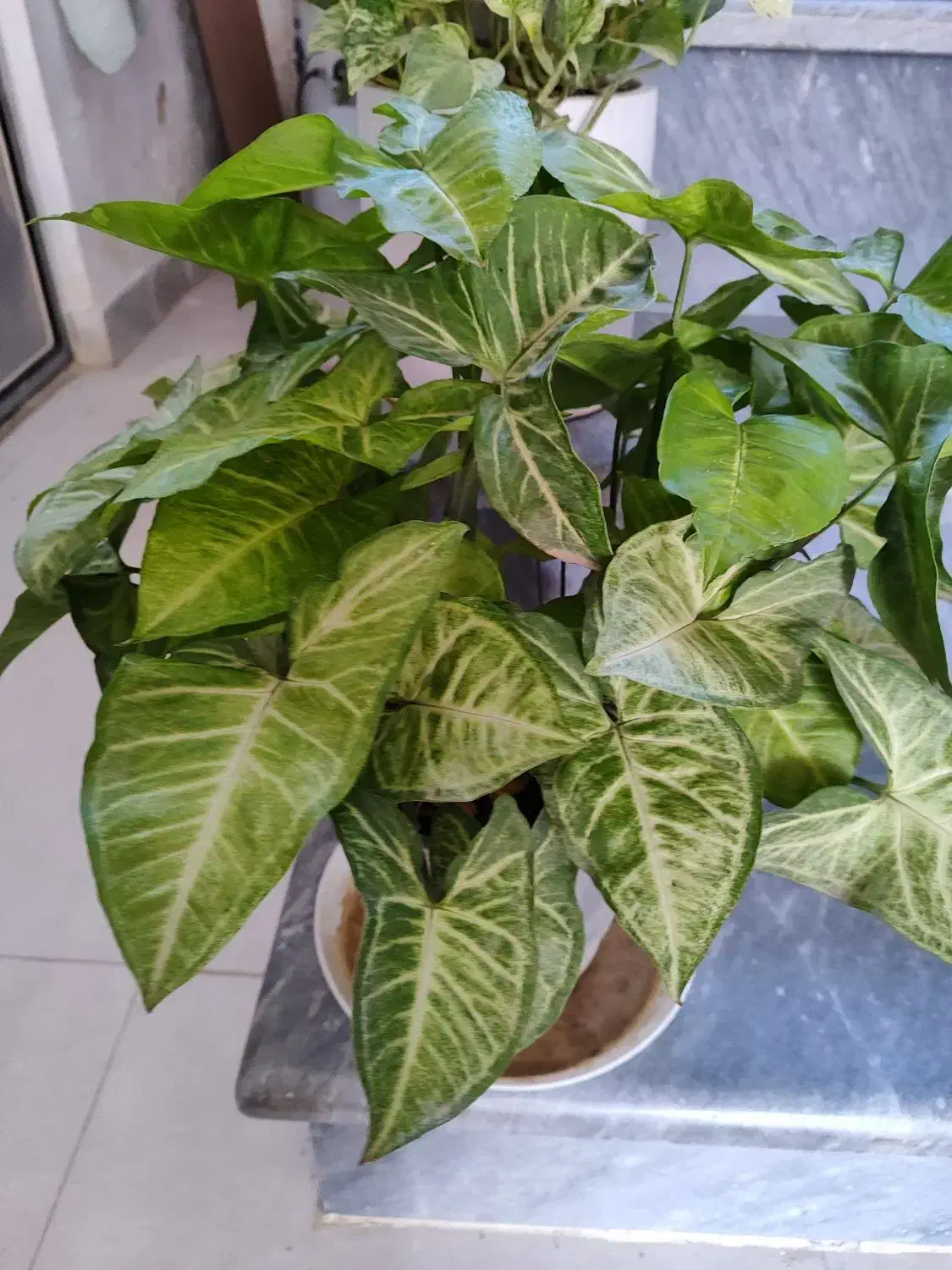 انواع گل با قیمت خوب ب فروش میرسد|گل و گیاه طبیعی|آزادشهر, |دیوار