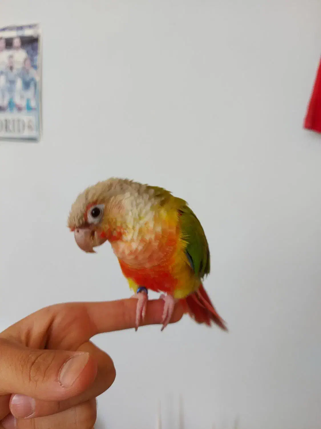 طوطی گرینچیک گمشده|حیوانات|کرمان, |دیوار