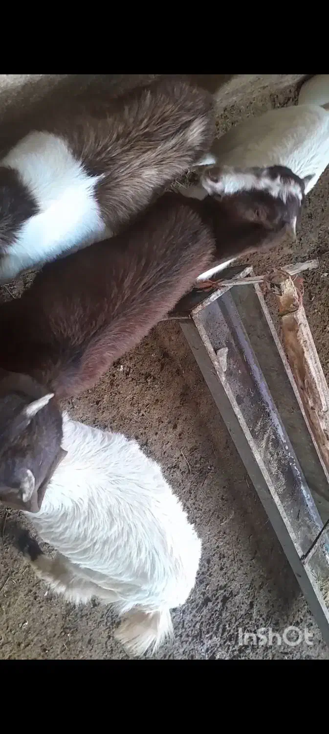 بزغاله|حیوانات مزرعه|سبزوار, قصبه غربی|دیوار