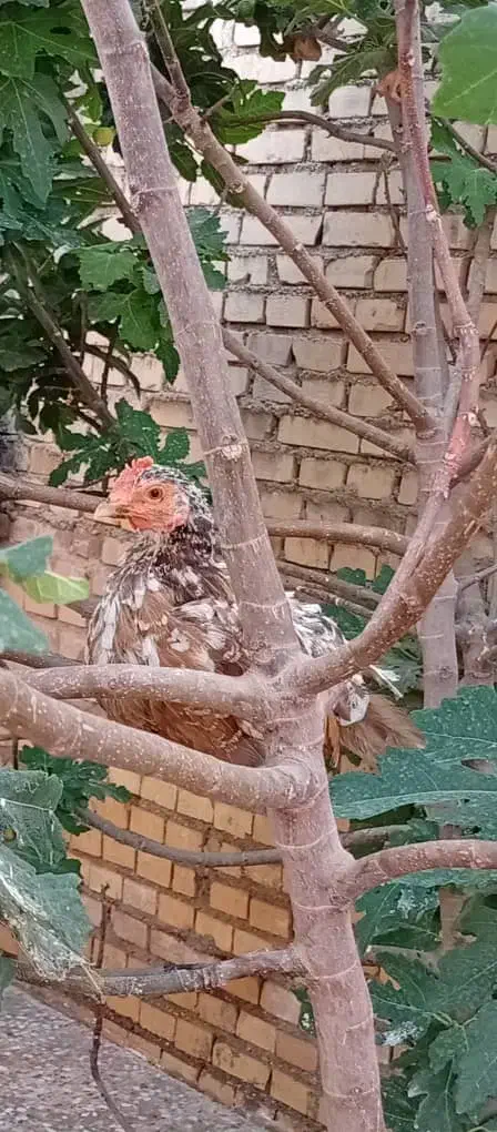 مرغ و خروس چامپینز|حیوانات مزرعه|اهواز, گلدشت|دیوار