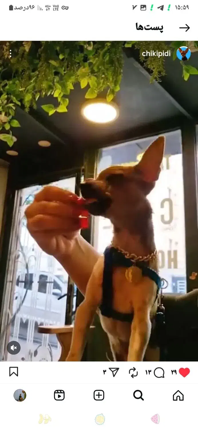 واگذاری|سگ|باسمنج, |دیوار