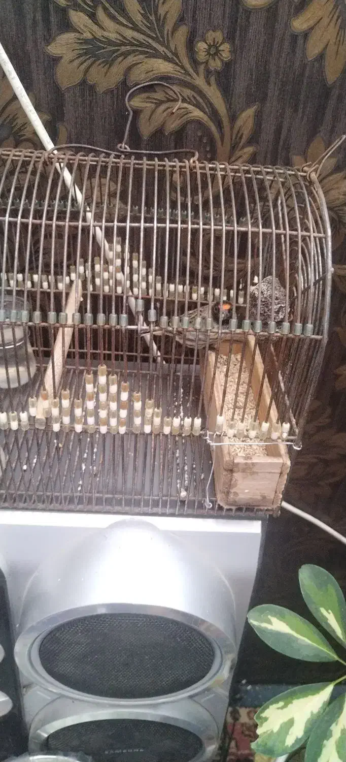 سهره گلبسر|پرنده|زرقان, |دیوار