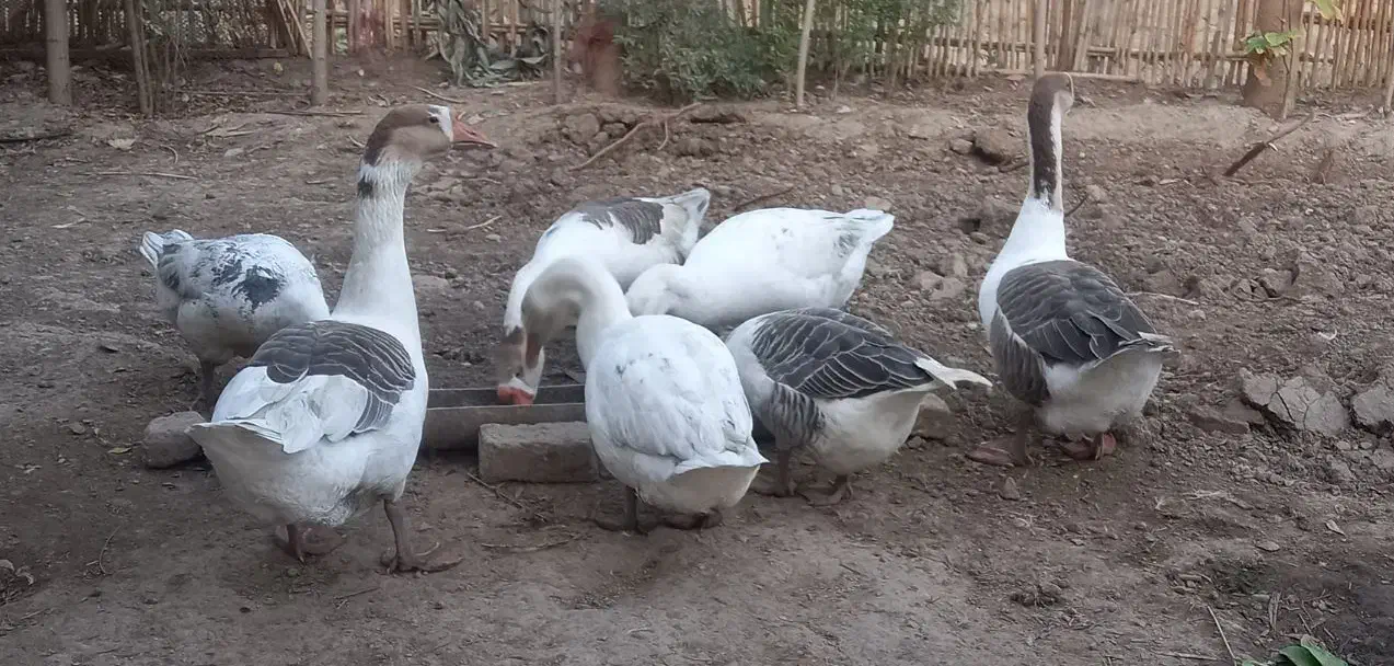 قو غاز ۶ ماهه|حیوانات مزرعه|خان ببین, |دیوار